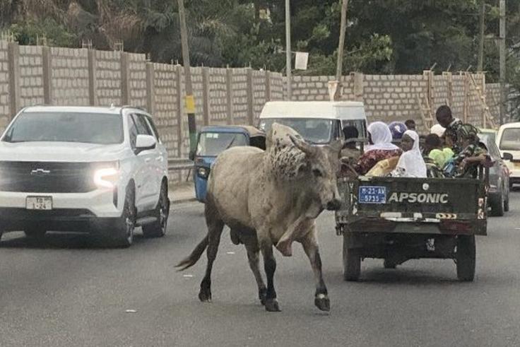 All stray cattle will be killed and fed to prisoners – Kumasi Mayor warns