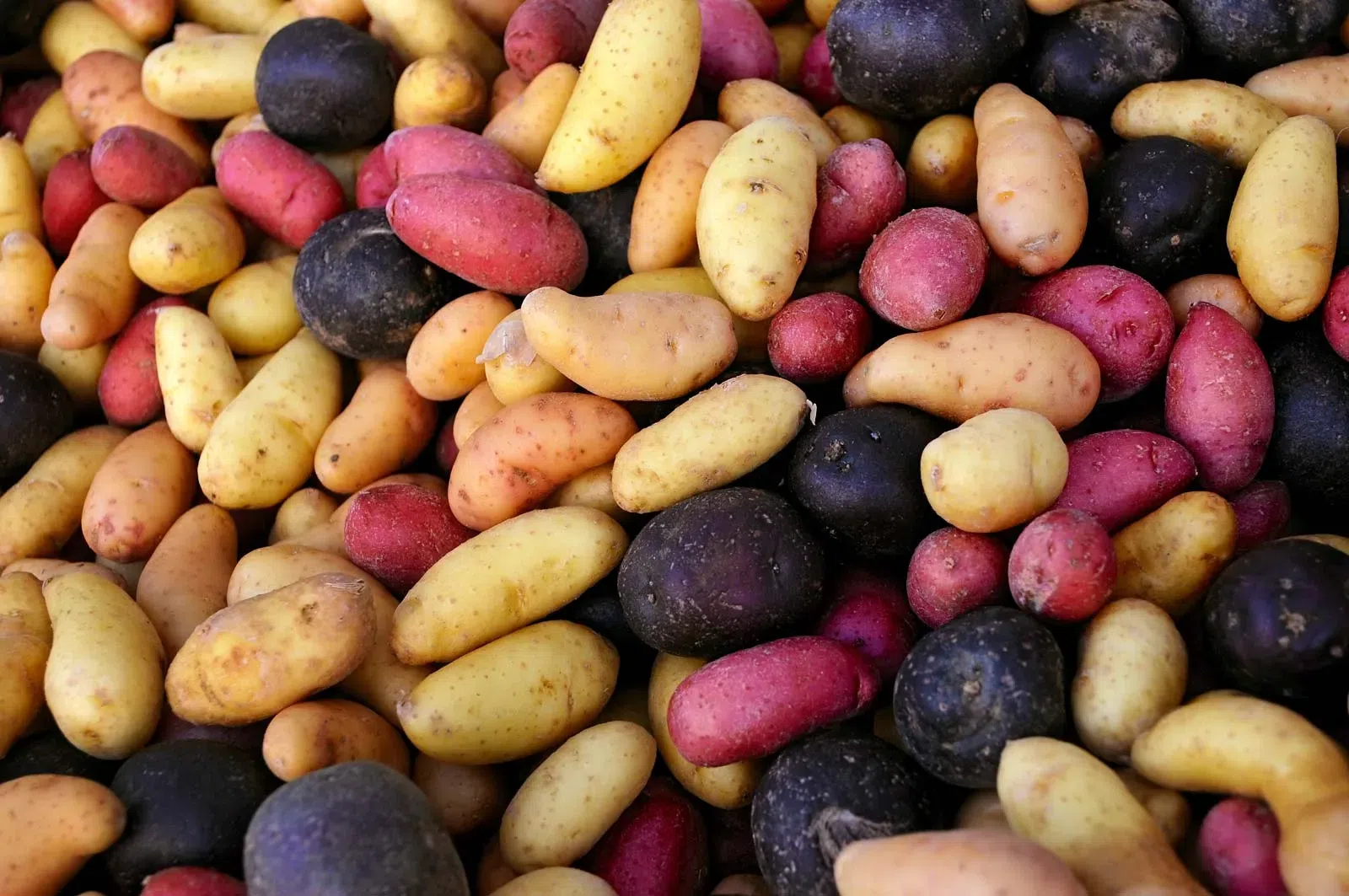 5 reasons you should eat potatoes regularly