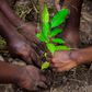 GBfoods Ghana Plants 1,000 Trees in Dodowa as Part of Its Sustainability Agenda