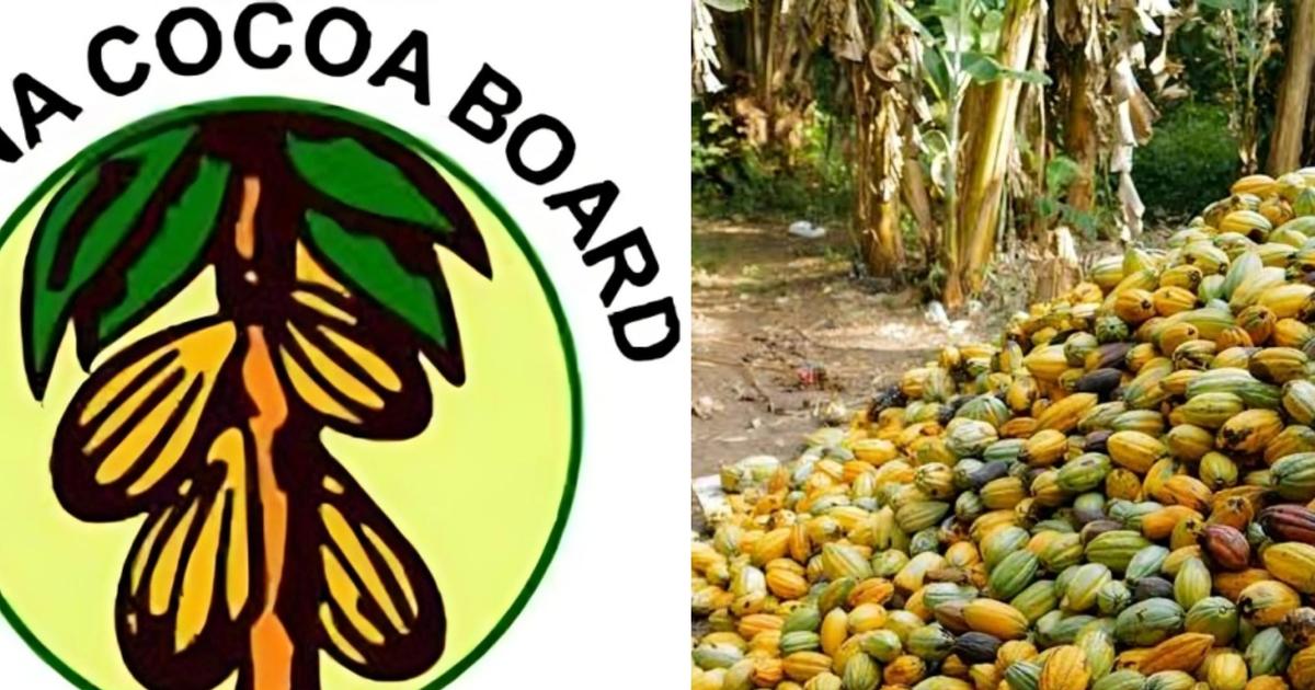 Ghana Cocoa Board Bill 2026: Restrictions, Penalties & Benefits | Pulse ...