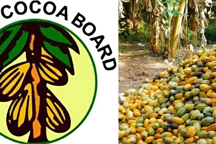 Ghana's new cocoa law: Every restriction, penalty and what cocoa farmers can still do
