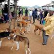 Bolgatanga dog and cat meat traders threaten legal action over proposed ban