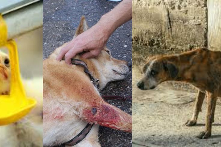 10 Things you should never do to an animal