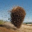 One dead as bees reportedly attack NDC supporters in Kpandai