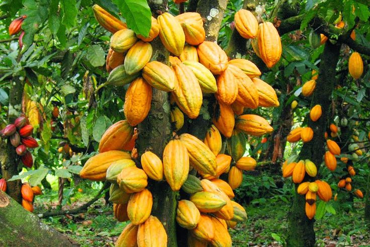 Top 10 cocoa producing countries in the world