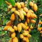 Ghana could lose position as World’s 2nd largest cocoa producer, expert warns