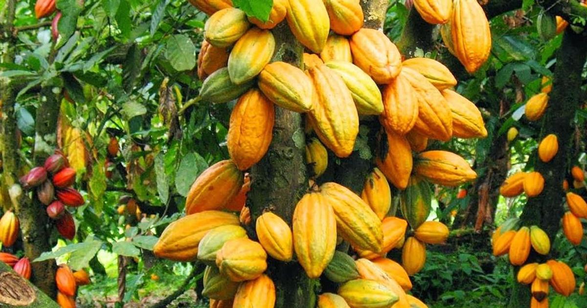 Top 10 cocoa producing countries in the world | Pulse Ghana