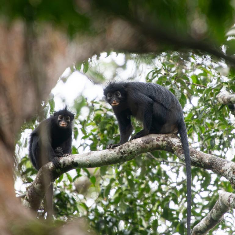 The new species of monkey, Colobus congoensis, known locally as Likweli, has deep, resonant, roaring calls like those of other Colobus species.CreditCredit...