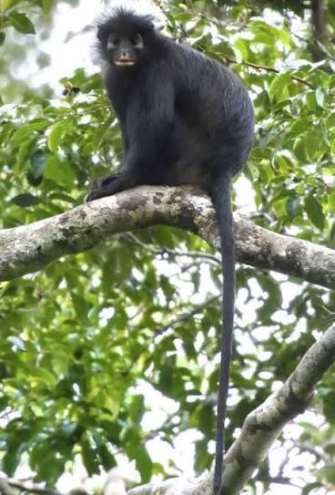 A photograph of Colobus congoensis, whose common name is the local vernacular name, “likweli.”   
Credit: Daniel Rosengren