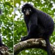 New monkey species with orange lips discovered in DR Congo, only the fifth found in Africa in 75 years