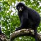 New monkey species with orange lips discovered in DR Congo, only the fifth found in Africa in 75 years