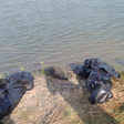 2 brothers die while trying to save their 9 -year-old sibling from drowning at Donorkope