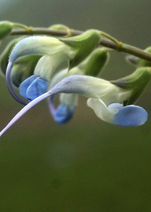 Salvia messii
