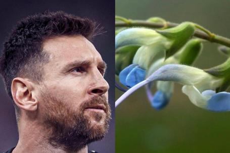 Lionel Messi (left) and Slavia Messii, the plant named after Messi (right)