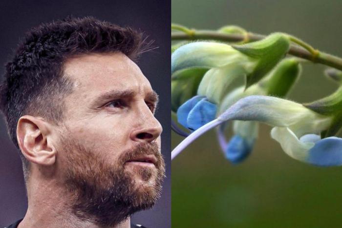 Lionel Messi (left) and Slavia Messii, the plant named after Messi (right)