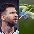 Lionel Messi (left) and Slavia Messii, the plant named after Messi (right)