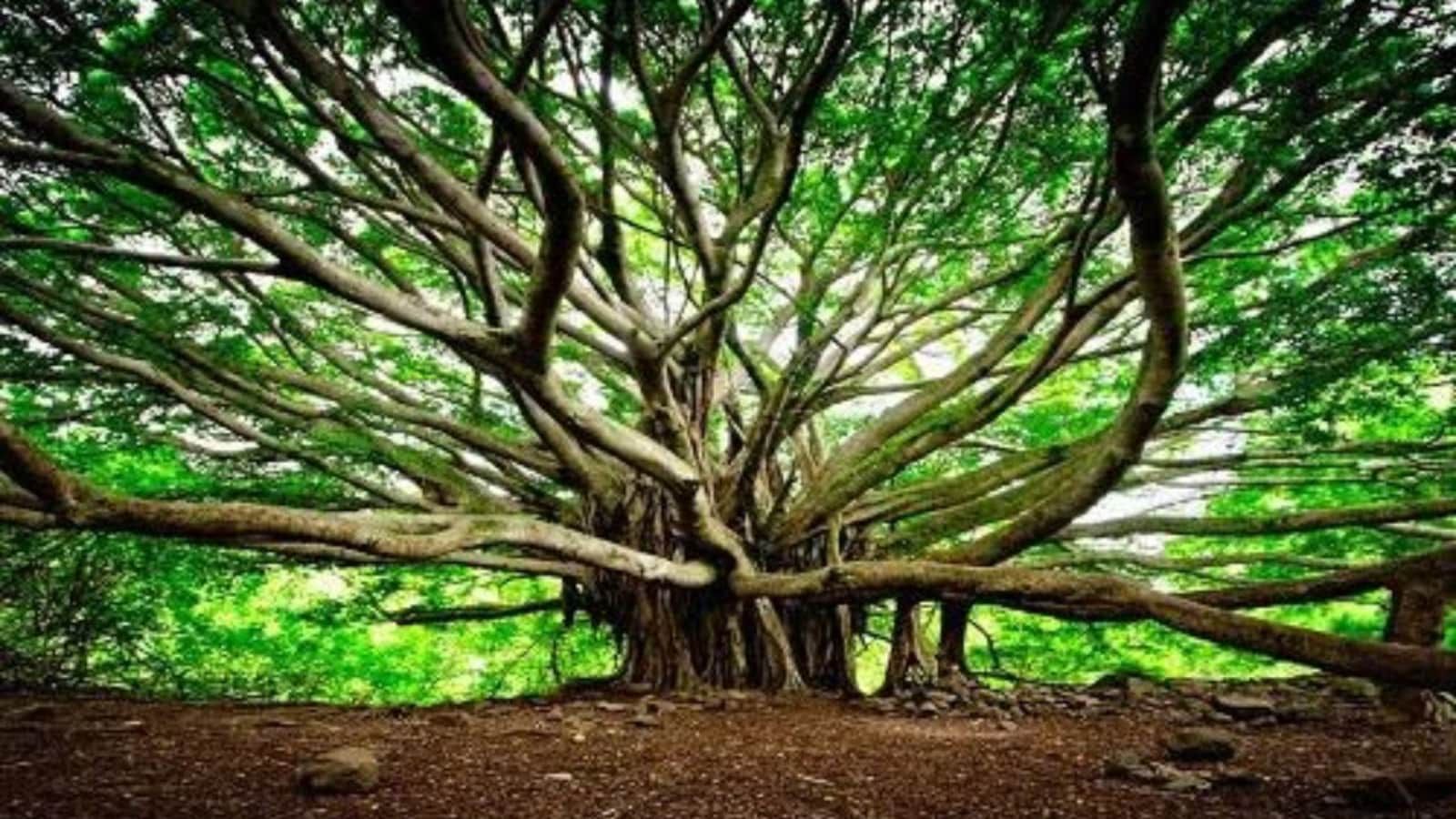 550-year-old tree covering 4 football fields becomes refuge for women seeking children