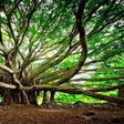 550-year-old banyan tree