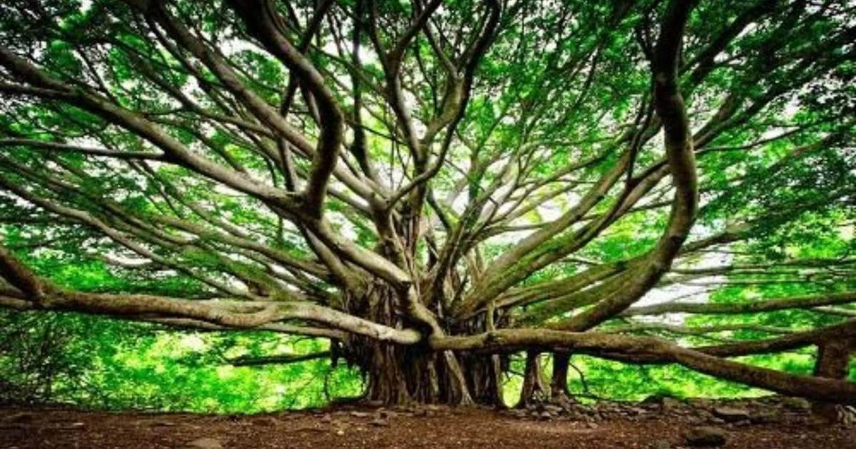 550-year-old tree covering 4 football fields becomes refuge for women ...