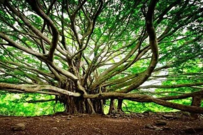 550-year-old banyan tree
