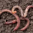 Earthworms have five hearts. Image credit: galitsin/Shutterstock