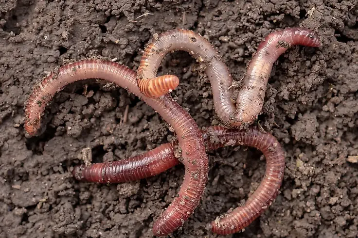 Earthworms have five hearts. Image credit: galitsin/Shutterstock
