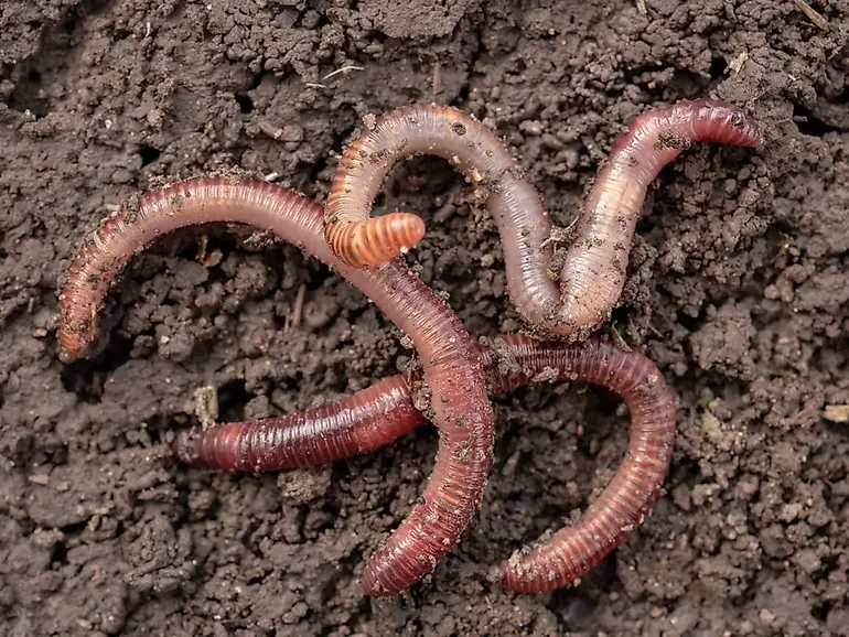 Earthworms have five hearts. Image credit: galitsin/Shutterstock