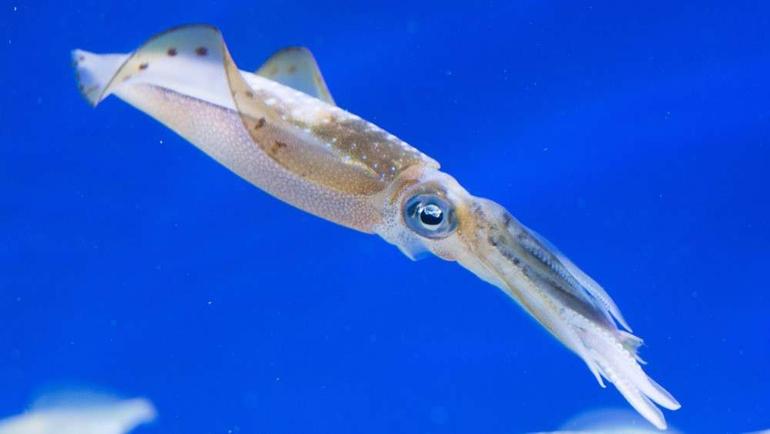 Squid