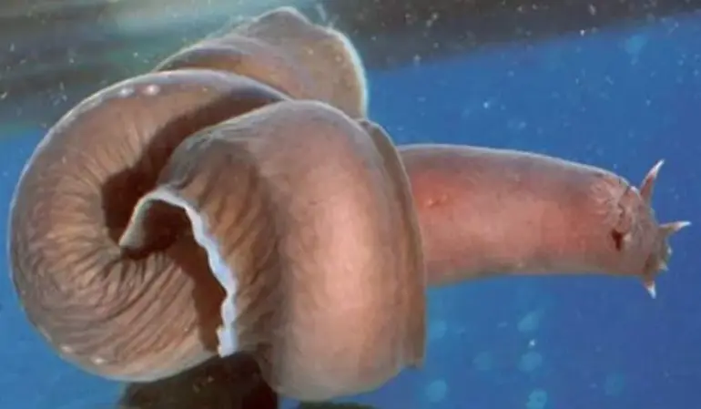 Close-up of a Hagfish. Image credit dgerard2000 via Flickr.com