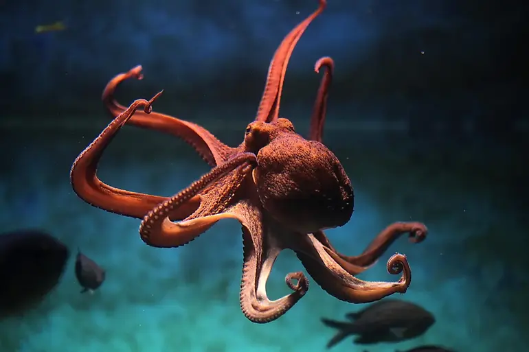 Octopuses, like squid, have three hearts. Image credit: Vladimir Wrangel/Shutterstock