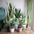 5 plants to put in your home to attract wealth and happiness