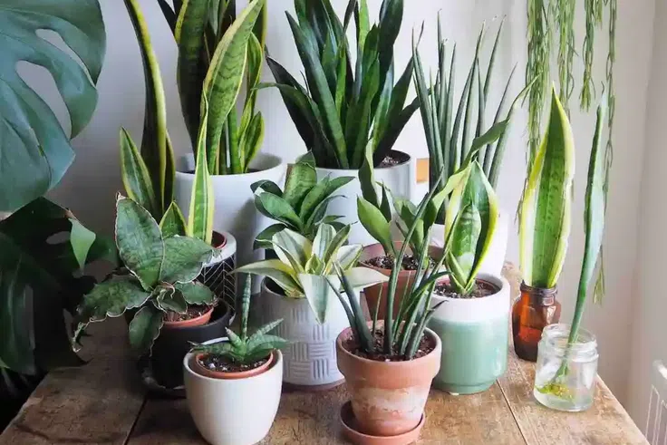 5 plants to put in your home to attract wealth and happiness