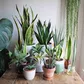 5 plants to put in your home to attract wealth and happiness