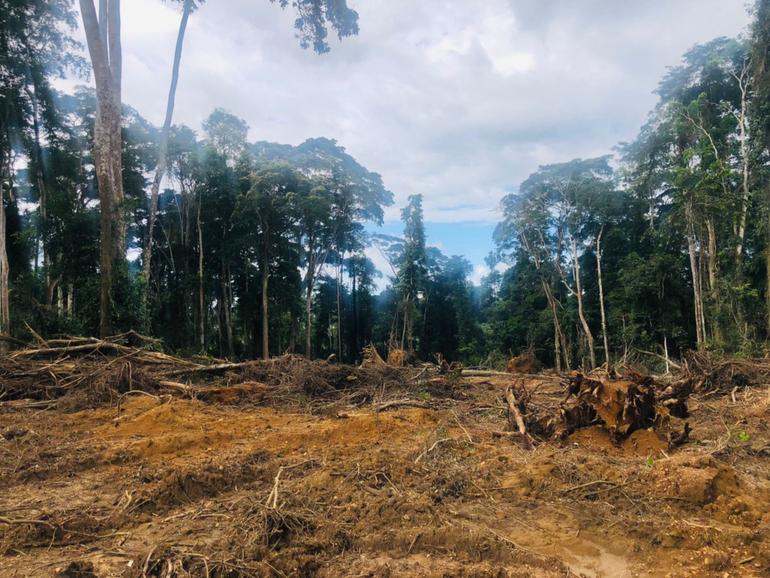 Tano Nimiri Forest Reserve: Site structures belonging to Wontumi's mining company destroyed -