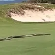 ‘I’d have dropped dead’ - Deadly snake terrifies golfers, fans at golf course (Video)