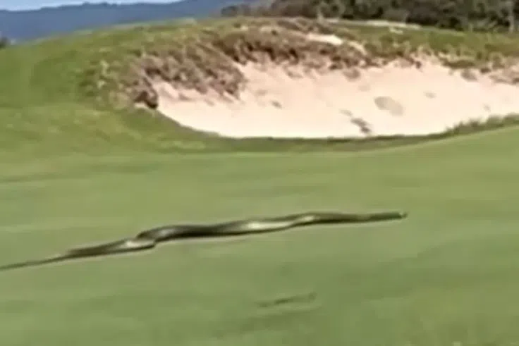 ‘I’d have dropped dead’ - Deadly snake terrifies golfers, fans at golf course (Video)