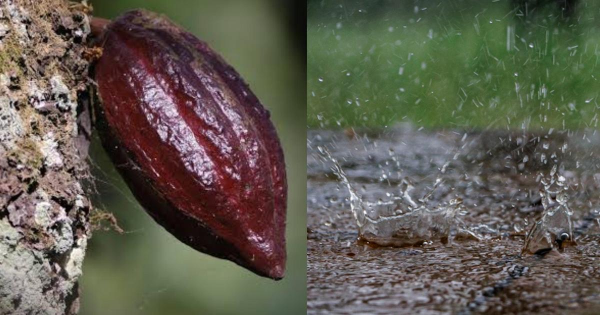 World largest cocoa producer hit with quality and supply concerns over ...