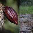 World largest cocoa producer hit with quality and supply concerns over poor rains