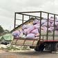 Police reject GH₵69,000 bribe, arrest 3 in Western Region over 2 truckloads of cannabis