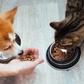 Cats and dogs  are family, not food - Stop slaughtering them, ICS entreats the public