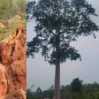 Affiena residents jubilate after cutting ‘evil’ tree, find mysterious item (watch)