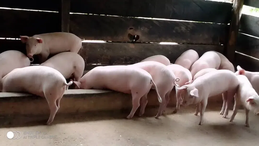 Ashanti Region: Pig farmers increase prices over rising costs of production