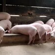 Ashanti Region: Pig farmers increase prices over rising costs of production