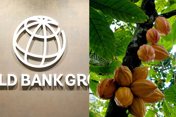 World Bank commits $75m to revive Ghana’s cocoa farms and fight against diseases