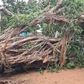 Woman, 2 children trapped indoors for hours after tree collapse in Wa (Video)