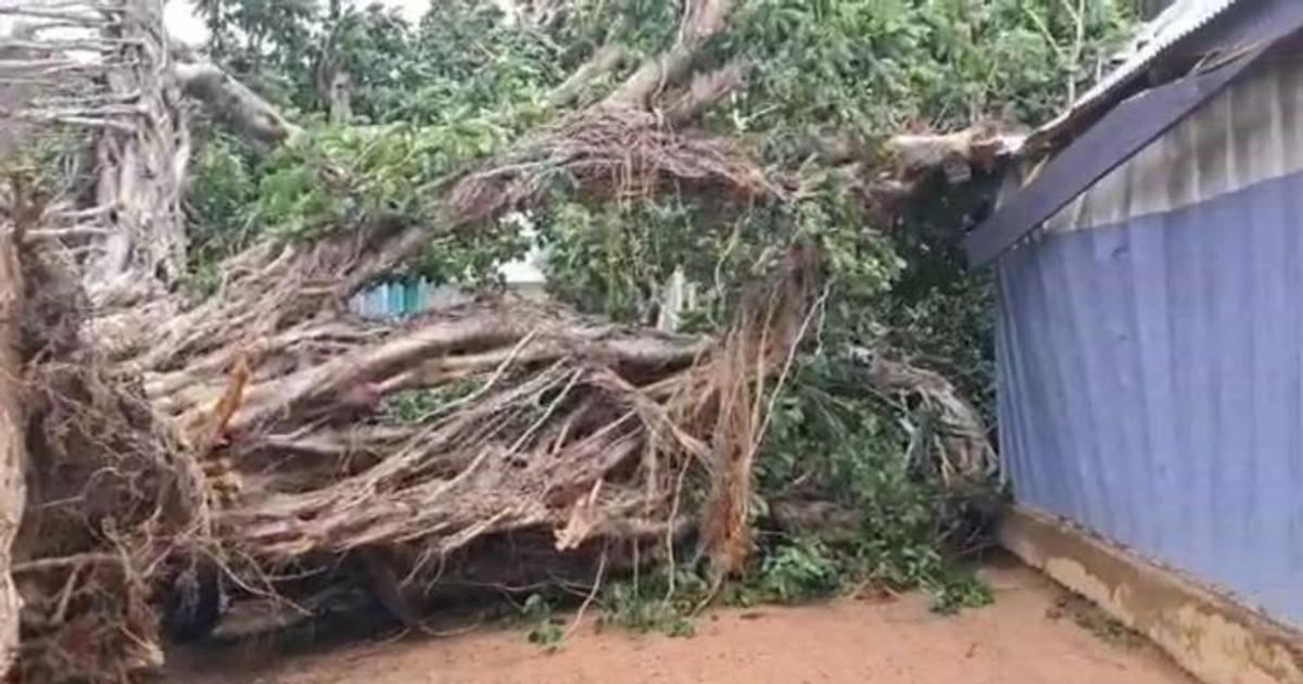 Woman, 2 children trapped indoors for hours after tree collapse in Wa ...