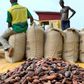 Which country pays cocoa farmers best in Africa? Ghana’s position revealed