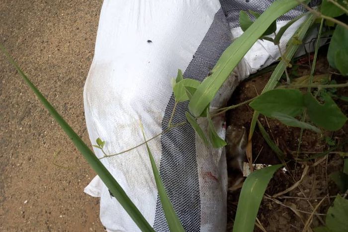 Enchi: Dead body found in sack by roadside