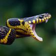 5 Ways Snakes Are Important to the Environment and Human Survival