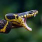 5 Ways Snakes Are Important to the Environment and Human Survival